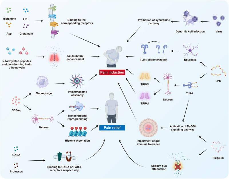 PMC11162504 – Fig7