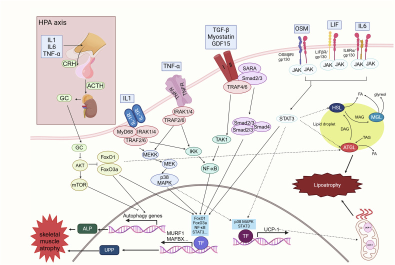 PMC12795897 – Fig7