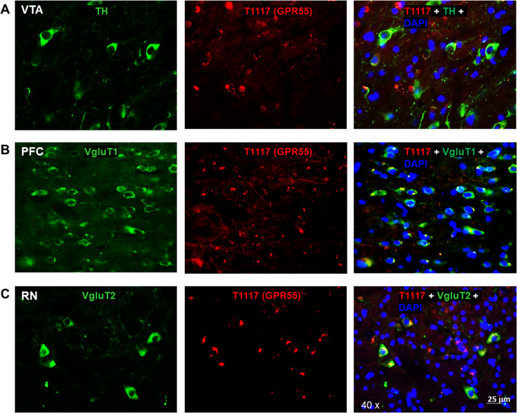 PMC10876975 – Fig2
