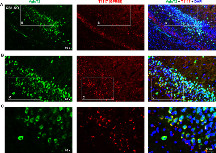 PMC10876975 – Fig3