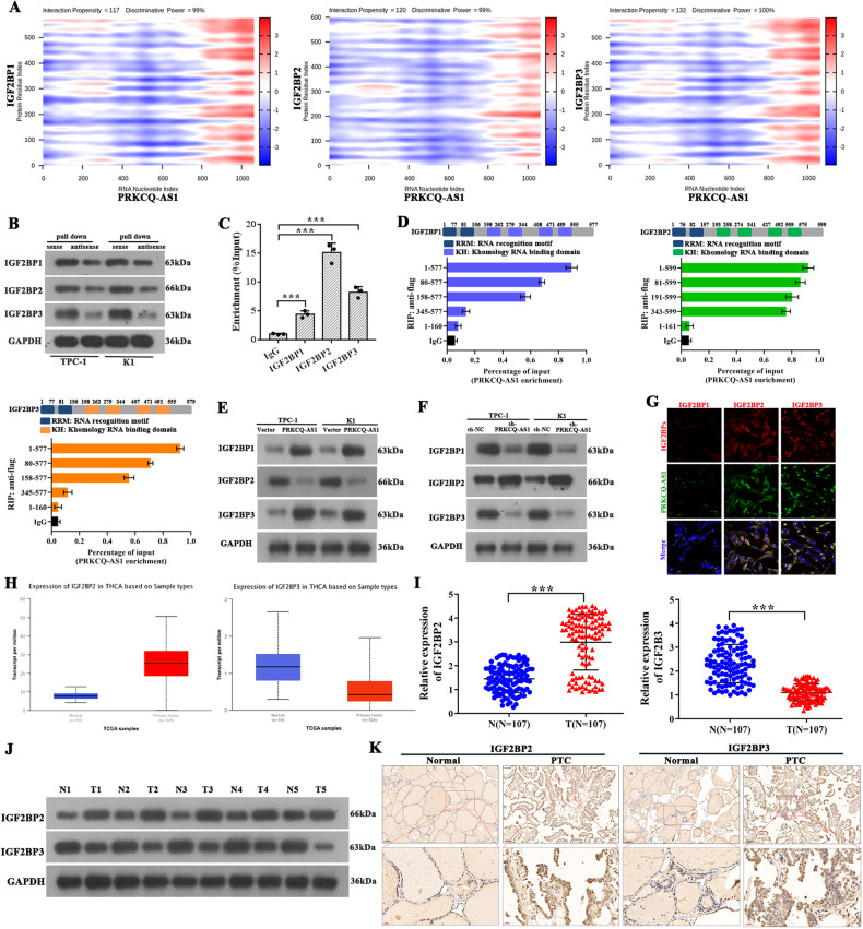 PMC10719255 – Fig4