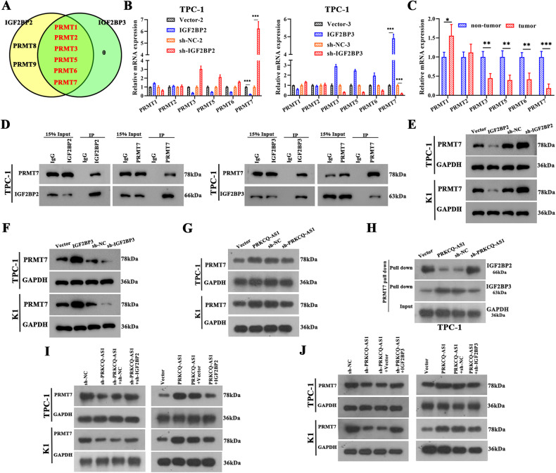 PMC10719255 – Fig6