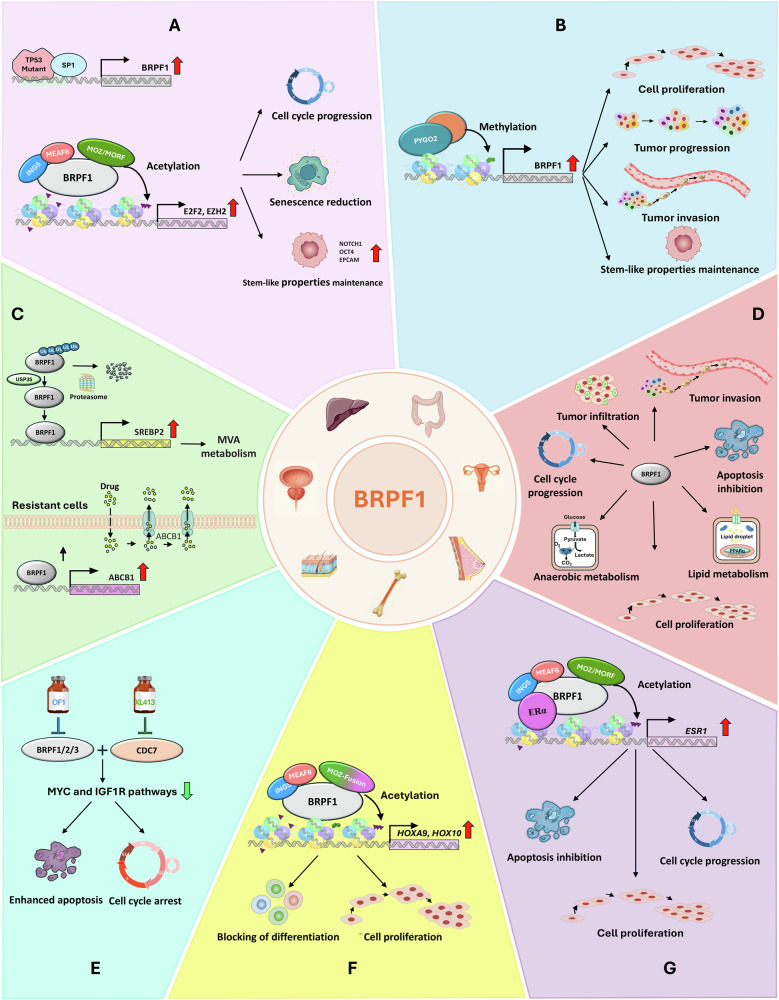 PMC12501302 – Fig4
