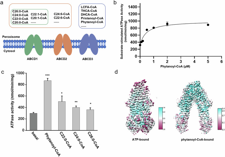 PMC11369193 – Fig1
