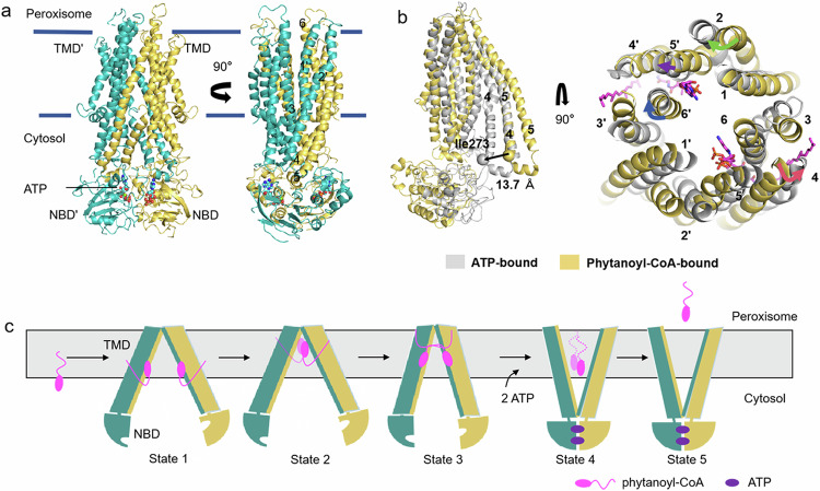 PMC11369193 – Fig4