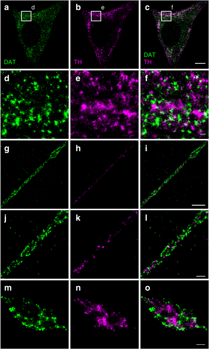 PMC5622129 – Fig6
