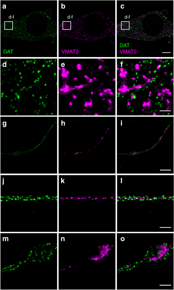 PMC5622129 – Fig7