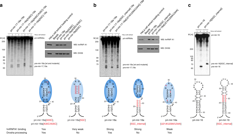 PMC6018666 – Fig6