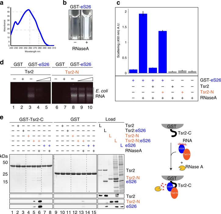 PMC6131548 – Fig6