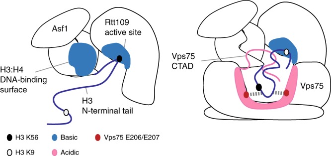 PMC6684614 – Fig6
