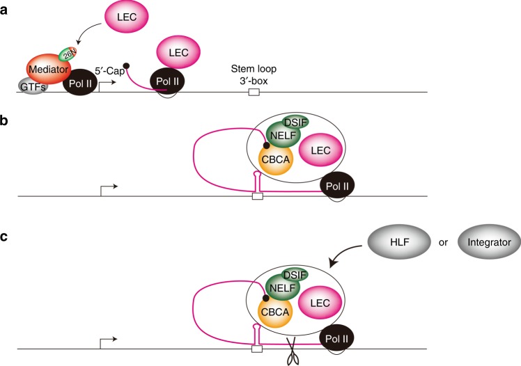 PMC7044329 – Fig10
