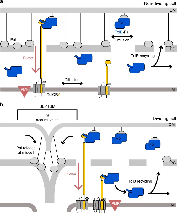 PMC7066135 – Fig5