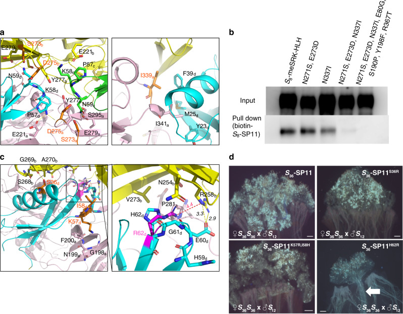 PMC7530648 – Fig4