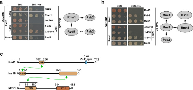 PMC8187409 – Fig2