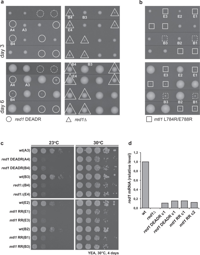 PMC8187409 – Fig6