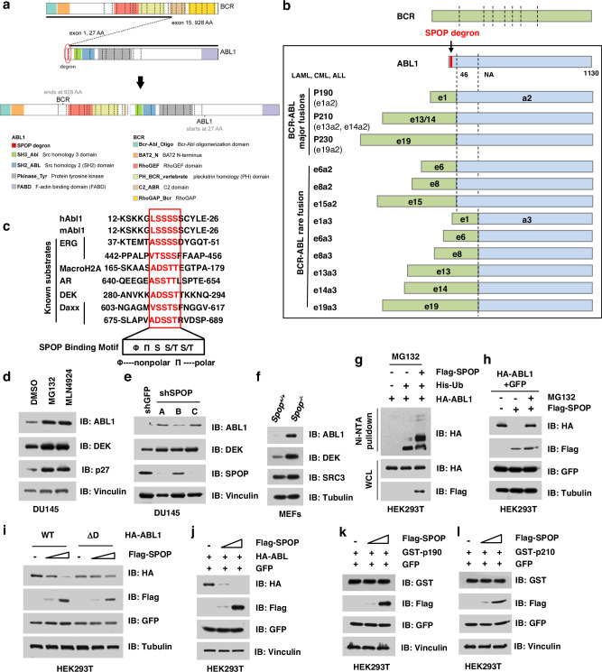 PMC8602260 – Fig4
