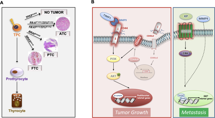 PMC10008571 – Fig7