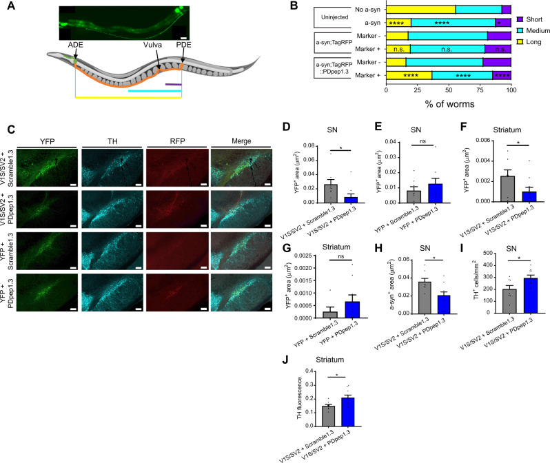 PMC10115881 – Fig4