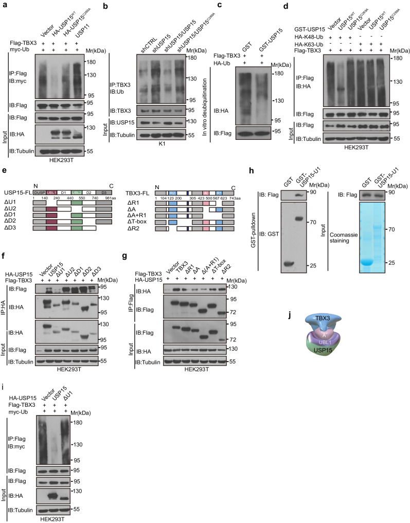 PMC11096176 – Fig2