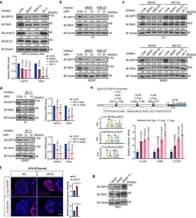 PMC11096176 – Fig4