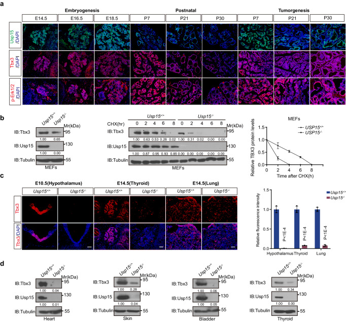 PMC11096176 – Fig6