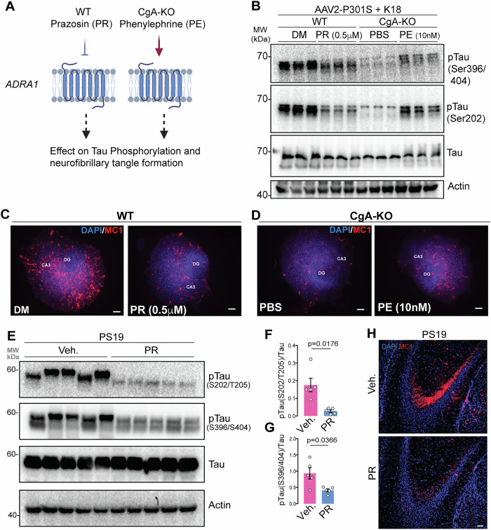 PMC12092710 – Fig6