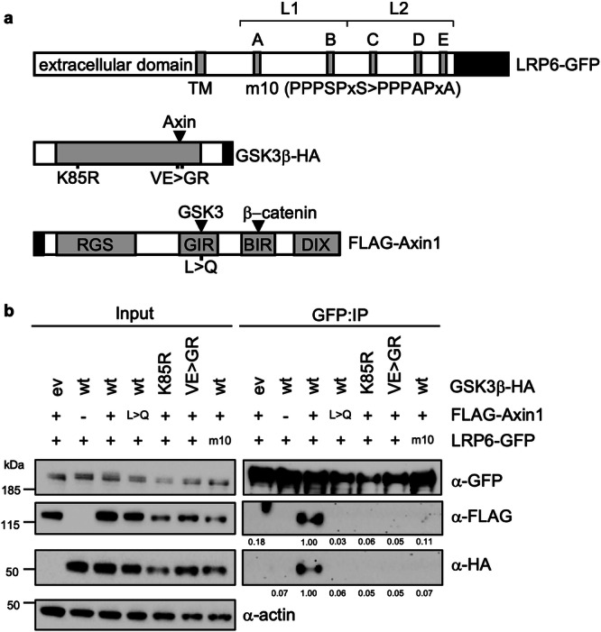 PMC12095580 – Fig1