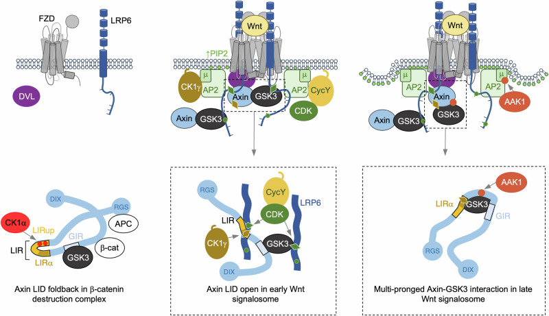PMC12095580 – Fig9
