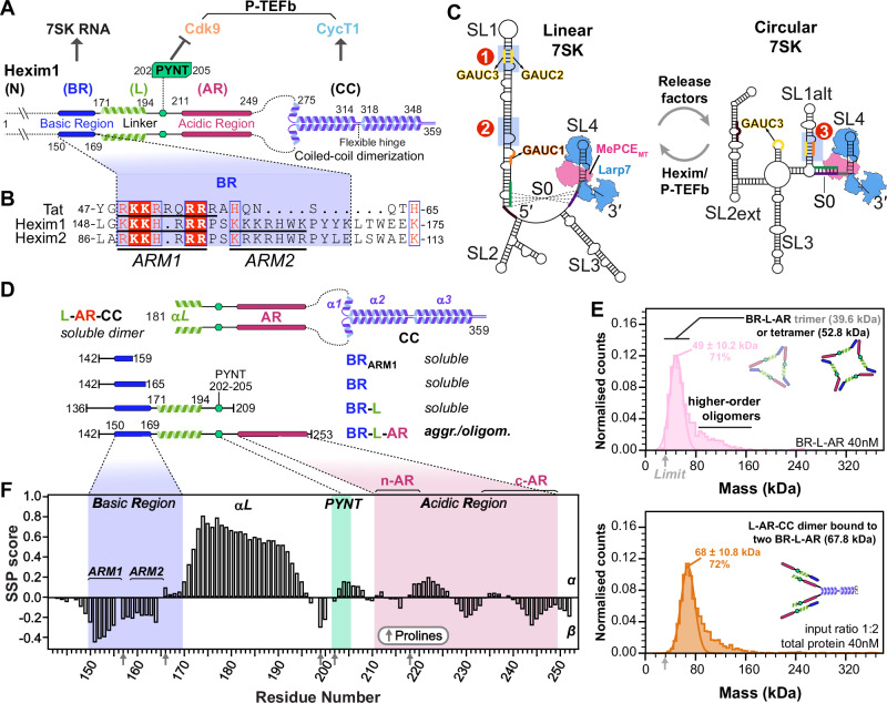 PMC12901311 – Fig1