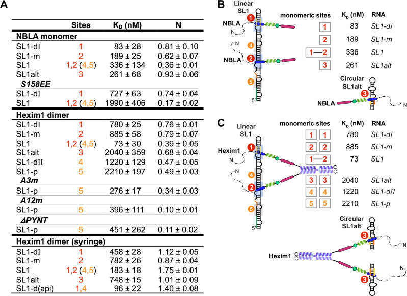 PMC12901311 – Fig7