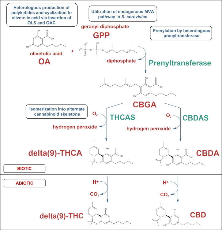 PMC11143246 – Fig1