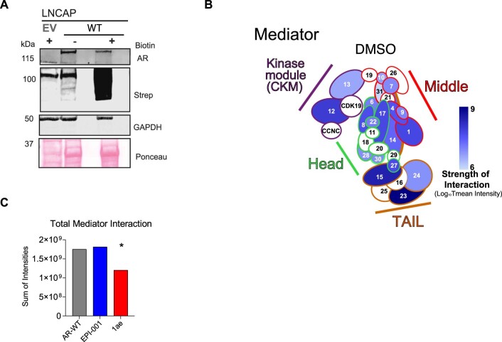 PMC10716049 – Fig12