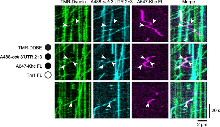 PMC10948360 – Fig16
