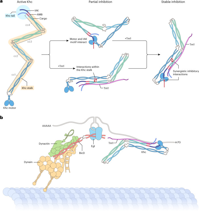 PMC10948360 – Fig7