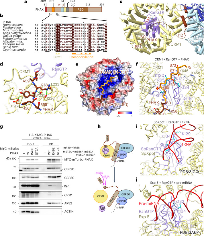 PMC12350170 – Fig4