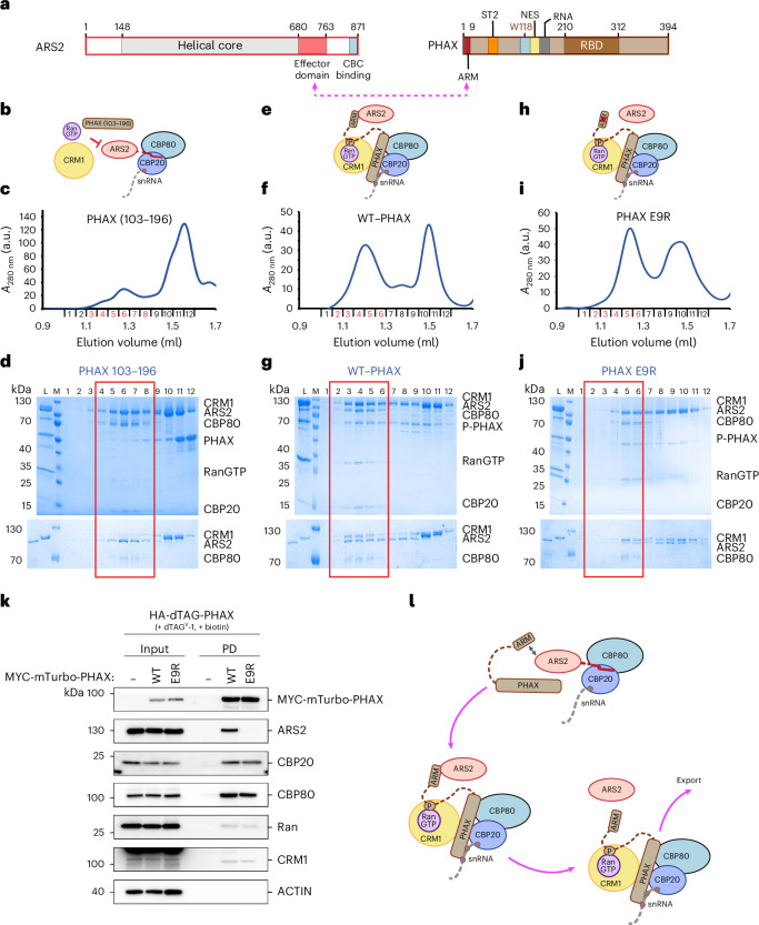 PMC12350170 – Fig5