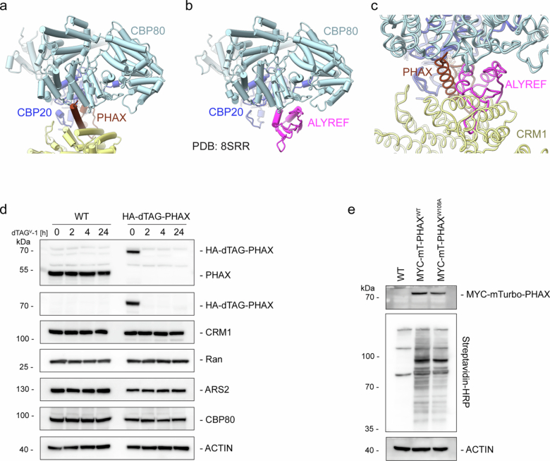 PMC12350170 – Fig8