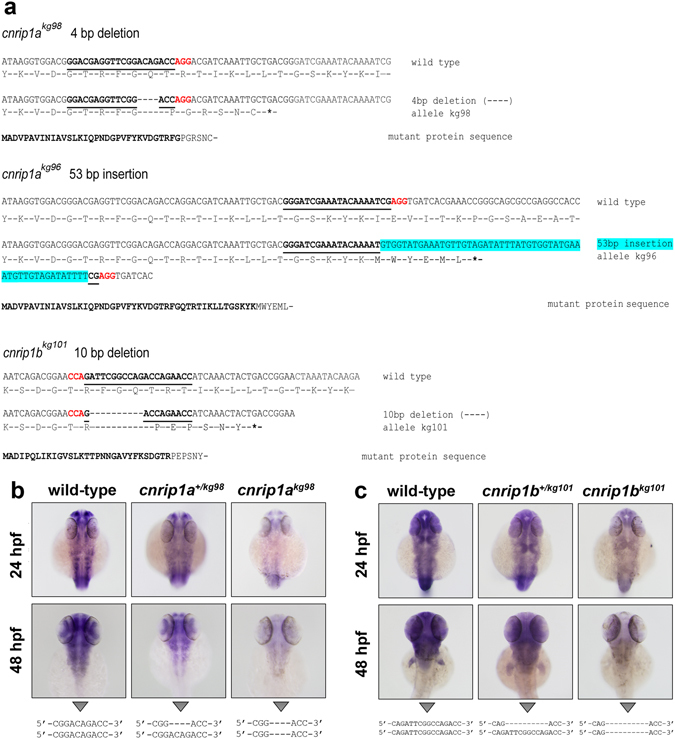 PMC5501828 – Fig3