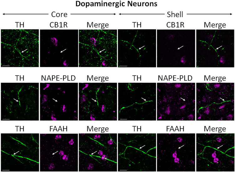 PMC5989267 – Fig6