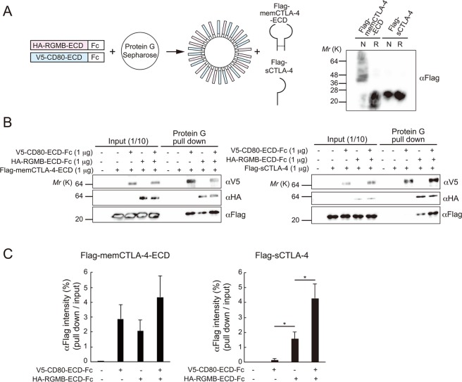 PMC6502797 – Fig3