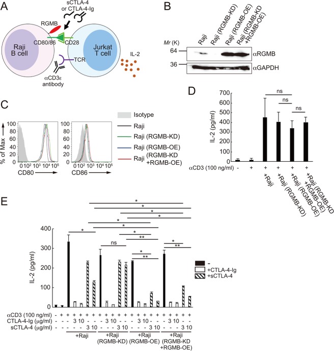 PMC6502797 – Fig4