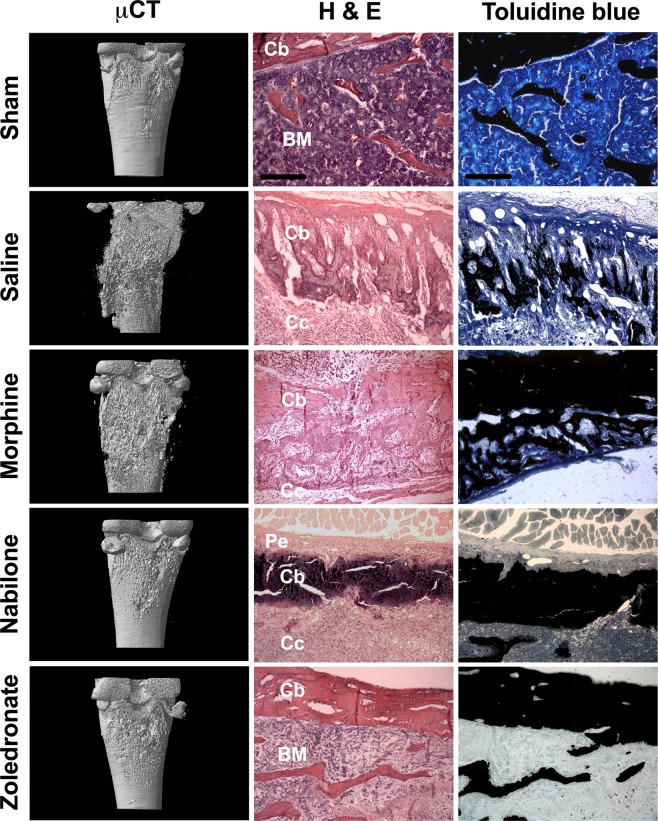 PMC6934511 – Fig4
