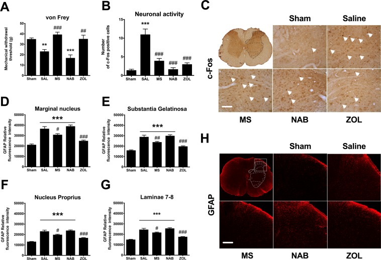 PMC6934511 – Fig7
