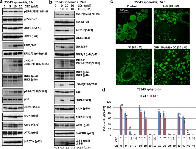 PMC7021896 – Fig6