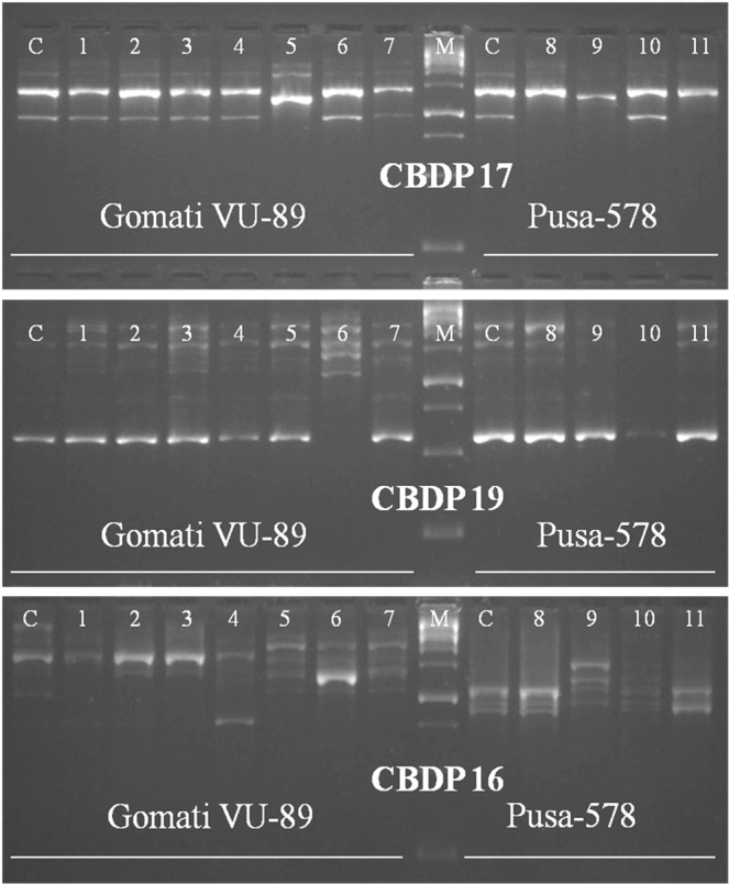 PMC7048850 – Fig10