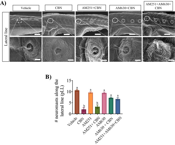 PMC9691751 – Fig7