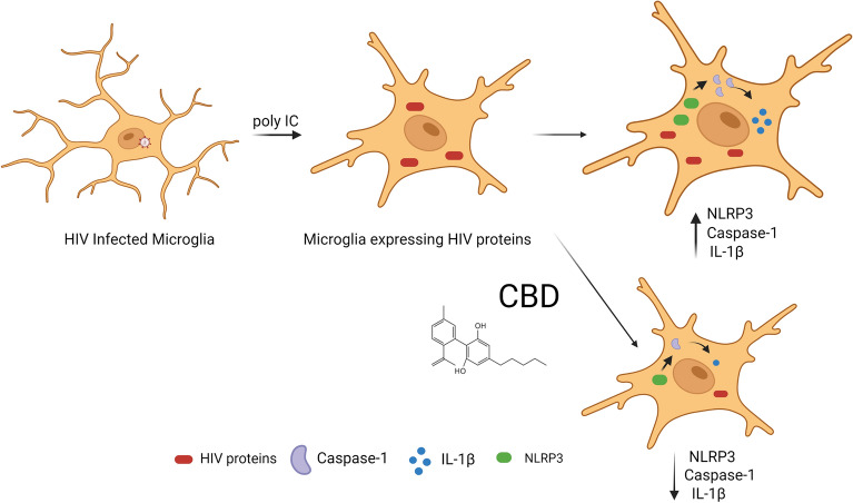 PMC10162654 – Fig8