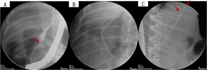 PMC10156684 – Fig7