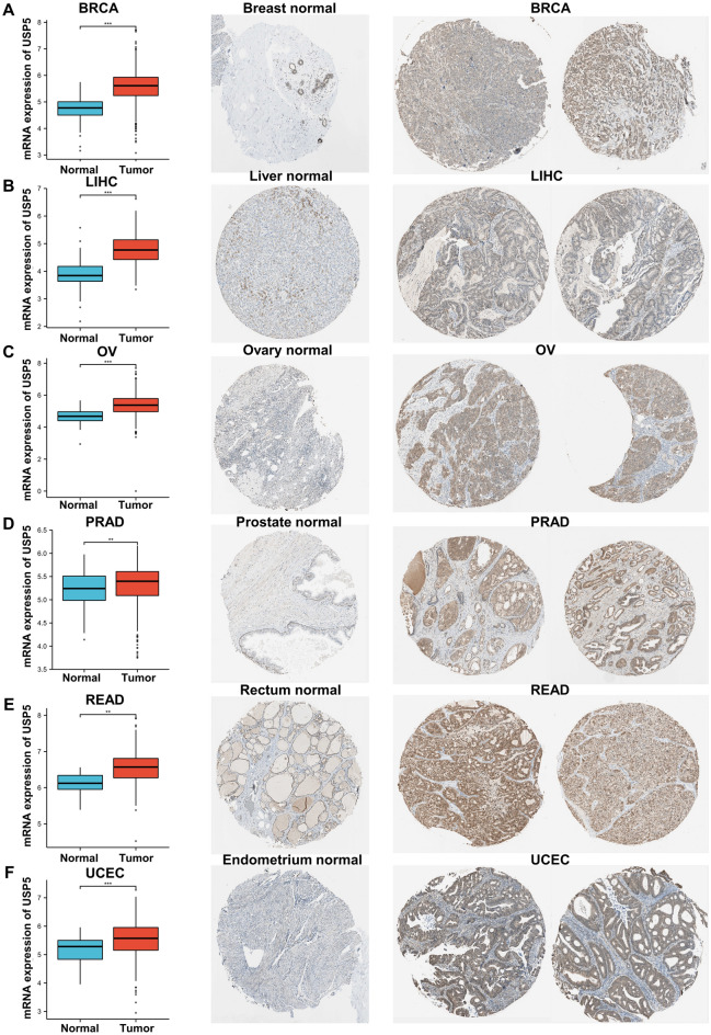 PMC10238416 – Fig3