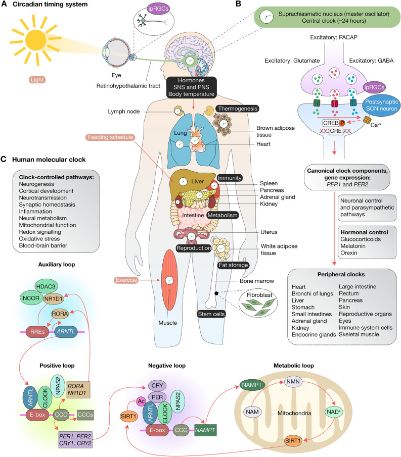 PMC10469199 – Fig1